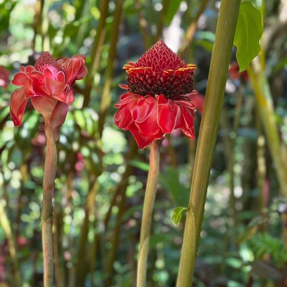 Meet your Posher, Shirley - Picture 2 of 2